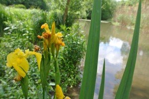 Afbeelding Krommerijnpark   