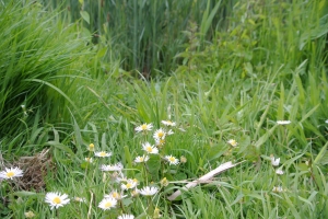 Afbeelding Krommerijnpark                   